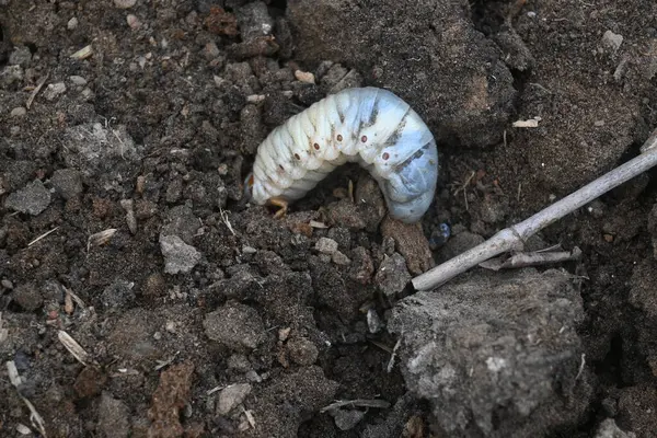 stock image Cockchafer larva. Its other names Melolontha melolontha, white grub, Cockchafer beetle, may bug worm and may beetle. It is an insect of the order Coleoptera. 