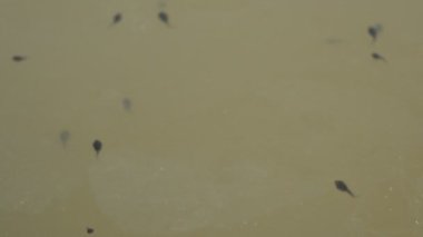 Kurbağa yavruları nehir suyunda yüzüyor. Suda yüzen küçük siyah kurbağa yavruları. Doğa yaban hayatı. Gölet ekosistemi. Kurbağa yavrusu yüzüyor. Orman göleti. Hint yaban hayatı. Bebek kurbağalar.. 