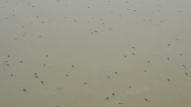 Kurbağa yavruları nehir suyunda yüzüyor. Suda yüzen küçük siyah kurbağa yavruları. Doğa yaban hayatı. Gölet ekosistemi. Kurbağa yavrusu yüzüyor. Orman göleti. Hint yaban hayatı. Bebek kurbağalar.. 