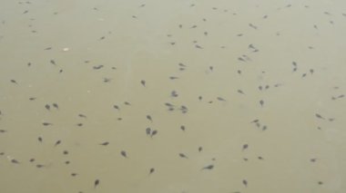 Kurbağa yavruları nehir suyunda yüzüyor. Suda yüzen küçük siyah kurbağa yavruları. Doğa yaban hayatı. Gölet ekosistemi. Kurbağa yavrusu yüzüyor. Orman göleti. Hint yaban hayatı. Bebek kurbağalar.. 