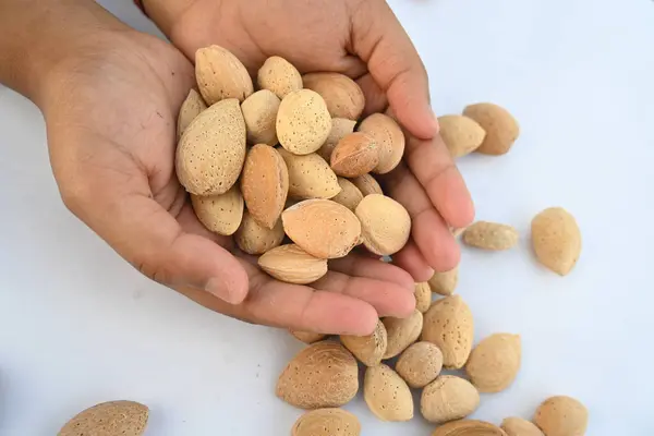 stock image Almond with shell. It's other name Prunus amygdalus and Prunus dulcis. The almond is also the name of the edible and widely cultivatedseedof this tree. indian almond.