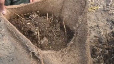 İnek gübresi. Organik tarım için en iyi ev yapımı gübre. Bu gübre inek gübresi ve kuru yapraklardan yapılır..