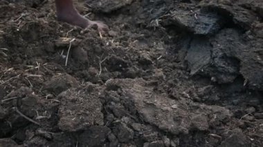 İnek gübresi. Organik tarım için en iyi ev yapımı gübre. Bu gübre inek gübresi ve kuru yapraklardan yapılır..