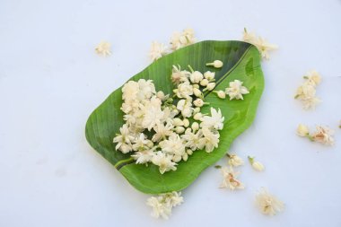 Jasminum sambac çiçeği. Çiçek parfümler ve yasemin çayları için hoş kokulu bir malzeme olarak kullanılabilir. Hindistan 'da Mogra çiçeği ve beli çiçeği olarak bilinir. Diğer adı Arap yasemini ve Sambac yaseminidir..