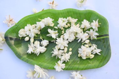 Jasminum sambac çiçeği. Çiçek parfümler ve yasemin çayları için hoş kokulu bir malzeme olarak kullanılabilir. Hindistan 'da Mogra çiçeği ve beli çiçeği olarak bilinir. Diğer adı Arap yasemini ve Sambac yaseminidir..