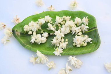 Jasminum sambac çiçeği. Çiçek parfümler ve yasemin çayları için hoş kokulu bir malzeme olarak kullanılabilir. Hindistan 'da Mogra çiçeği ve beli çiçeği olarak bilinir. Diğer adı Arap yasemini ve Sambac yaseminidir..