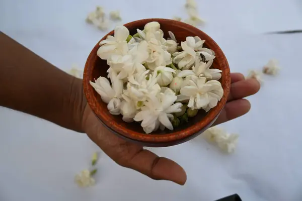 stock image Jasminum sambac flower. The flower may be used as a fragrant ingredient inperfumesandjasmine tea. In India known asMogra flower and beli flower. Its other names Arabian jasmine and Sambac jasmine.