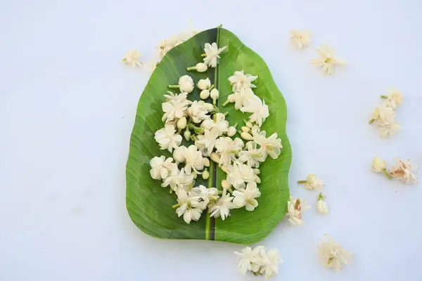 Jasminum sambac flower. The flower may be used as a fragrant ingredient inperfumesandjasmine tea. In India known asMogra flower and beli flower. Its other names Arabian jasmine and Sambac jasmine.