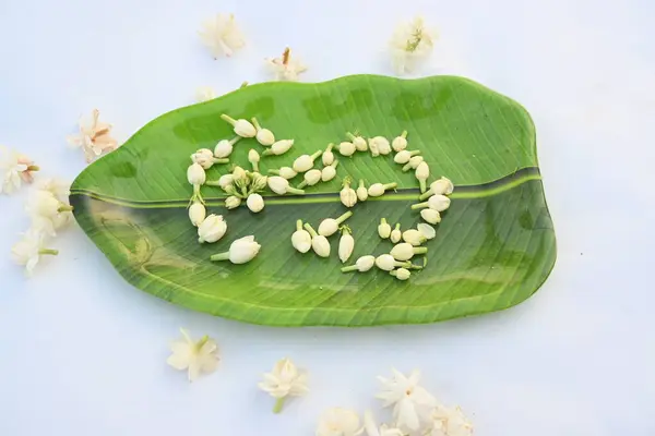 stock image Jasminum sambac flower. The flower may be used as a fragrant ingredient inperfumesandjasmine tea. In India known asMogra flower and beli flower. Its other names Arabian jasmine and Sambac jasmine.