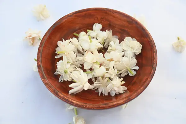 stock image Jasminum sambac flower. The flower may be used as a fragrant ingredient inperfumesandjasmine tea. In India known asMogra flower and beli flower. Its other names Arabian jasmine and Sambac jasmine.