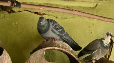 Kaya güvercini ya da kaya güvercini. Dünyada sevilen bir evcil kuştur. Bazı bölgelerde, et için de gündeme geliyor. Eskiden haberci olarak da çalışırdı..