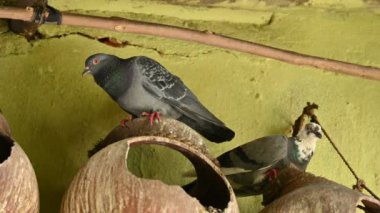 Kaya güvercini ya da kaya güvercini. Dünyada sevilen bir evcil kuştur. Bazı bölgelerde, et için de gündeme geliyor. Eskiden haberci olarak da çalışırdı..