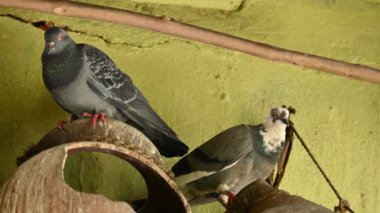 Kaya güvercini ya da kaya güvercini. Dünyada sevilen bir evcil kuştur. Bazı bölgelerde, et için de gündeme geliyor. Eskiden haberci olarak da çalışırdı..