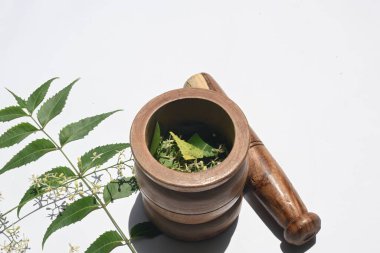 Neem yaprakları için bitkisel ilaç yapıyorum. Diğer adı Azadirachta indica, nimtree ve Hint leylağı. Meyveleri ve tohumları neem yağının kaynağıdır. Birçok tahrik edici ilaç yapraklarından yapılır.. 