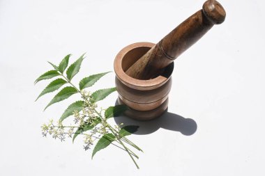Neem yaprakları için bitkisel ilaç yapıyorum. Diğer adı Azadirachta indica, nimtree ve Hint leylağı. Meyveleri ve tohumları neem yağının kaynağıdır. Birçok tahrik edici ilaç yapraklarından yapılır.. 