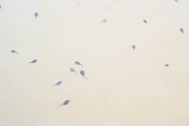 Kurbağa yavruları nehir suyunda yüzüyor. Suda yüzen küçük siyah kurbağa yavruları. Doğa yaban hayatı. Gölet ekosistemi. Kurbağa yavrusu yüzüyor. Orman göleti. Hint yaban hayatı. Bebek kurbağalar.. 