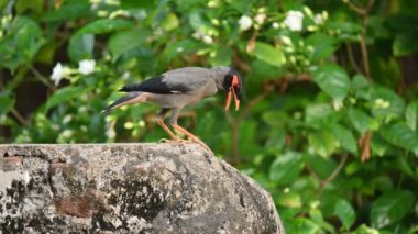 Hint Myna Kuşları. Diğer adları Common myna ve mynah. Bu, sığırcık familyasından bir kuş. Bunlar, özellikle Hindistan olmak üzere Güney Asya 'ya özgü yoldan geçen bir grup kuş..
