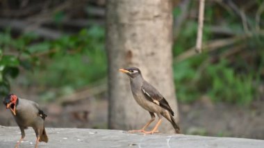 Hint Myna Kuşları. Diğer adları Common myna ve mynah. Bu, sığırcık familyasından bir kuş. Bunlar, özellikle Hindistan olmak üzere Güney Asya 'ya özgü yoldan geçen bir grup kuş..