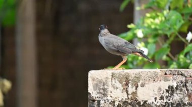 Hint Myna Kuşları. Diğer adları Common myna ve mynah. Bu, sığırcık familyasından bir kuş. Bunlar, özellikle Hindistan olmak üzere Güney Asya 'ya özgü yoldan geçen bir grup kuş..