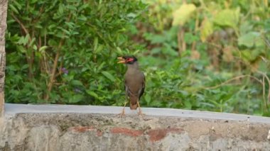 Hint Myna Kuşları. Diğer adları Common myna ve mynah. Bu, sığırcık familyasından bir kuş. Bunlar, özellikle Hindistan olmak üzere Güney Asya 'ya özgü yoldan geçen bir grup kuş..
