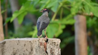Hint Myna Kuşları. Diğer adları Common myna ve mynah. Bu, sığırcık familyasından bir kuş. Bunlar, özellikle Hindistan olmak üzere Güney Asya 'ya özgü yoldan geçen bir grup kuş..