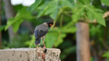 Hint Myna Kuşları. Diğer adları Common myna ve mynah. Bu, sığırcık familyasından bir kuş. Bunlar, özellikle Hindistan olmak üzere Güney Asya 'ya özgü yoldan geçen bir grup kuş..