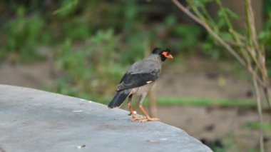 Hint Myna Kuşları. Diğer adları Common myna ve mynah. Bu, sığırcık familyasından bir kuş. Bunlar, özellikle Hindistan olmak üzere Güney Asya 'ya özgü yoldan geçen bir grup kuş..