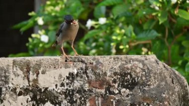 Hint Myna Kuşları. Diğer adları Common myna ve mynah. Bu, sığırcık familyasından bir kuş. Bunlar, özellikle Hindistan olmak üzere Güney Asya 'ya özgü yoldan geçen bir grup kuş..