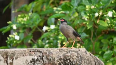 Hint Myna Kuşları. Diğer adları Common myna ve mynah. Bu, sığırcık familyasından bir kuş. Bunlar, özellikle Hindistan olmak üzere Güney Asya 'ya özgü yoldan geçen bir grup kuş..