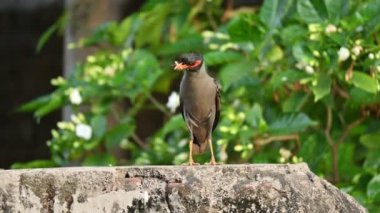 Hint Myna Kuşları. Diğer adları Common myna ve mynah. Bu, sığırcık familyasından bir kuş. Bunlar, özellikle Hindistan olmak üzere Güney Asya 'ya özgü yoldan geçen bir grup kuş..