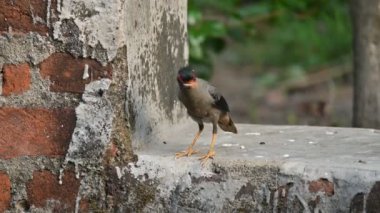 Hint Myna Kuşları. Diğer adları Common myna ve mynah. Bu, sığırcık familyasından bir kuş. Bunlar, özellikle Hindistan olmak üzere Güney Asya 'ya özgü yoldan geçen bir grup kuş..