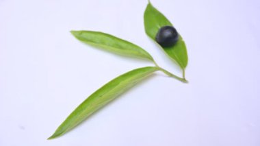 Alangium salvifolium veya adaçayı alangium ağacı meyvesi bırakır. Cornaceaefamily 'de çiçek açan bir bitkidir. Beyaz arka planda yabani meyve.