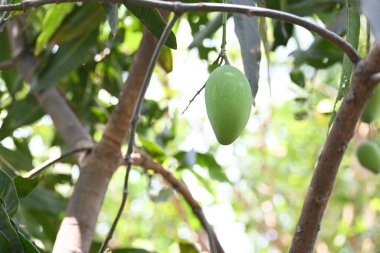 Ağaçta asılı mango. Ağaçta çiğ mango. Mango popüler bir meyvedir. Ona meyvelerin kralı deniyor. Turşusu çok lezzetli. Sebzeler de ondan yapılabilir. Yeşil Mangolar. 