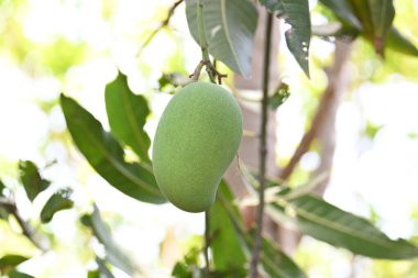 Ağaçta asılı mango. Ağaçta çiğ mango. Mango popüler bir meyvedir. Ona meyvelerin kralı deniyor. Turşusu çok lezzetli. Sebzeler de ondan yapılabilir. Yeşil Mangolar. 