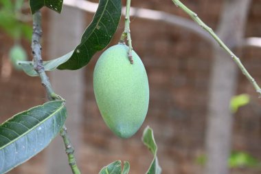 Ağaçta asılı mango. Ağaçta çiğ mango. Mango popüler bir meyvedir. Ona meyvelerin kralı deniyor. Turşusu çok lezzetli. Sebzeler de ondan yapılabilir. Yeşil Mangolar. 