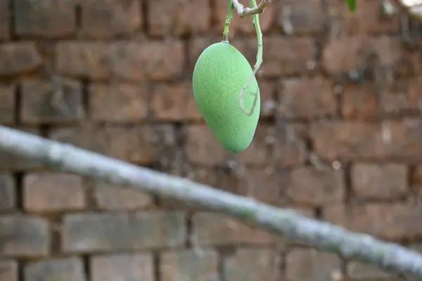 stock image Mango hanging on the tree. Raw mango in tree. Mango is a popular fruit. Its called the king of fruits. Its pickle is very tasty. Vegetables can also be made from it. Green Mangos. 