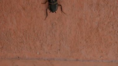 Cockroaches are aparaphyleticgroup ofinsectsbelonging toBlattodea. Its other name roaches. It is a house insects. These are found in almost all the houses. 