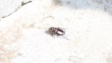 Cockroaches are aparaphyleticgroup ofinsectsbelonging toBlattodea. Its other name roaches. It is a house insects. These are found in almost all the houses. 