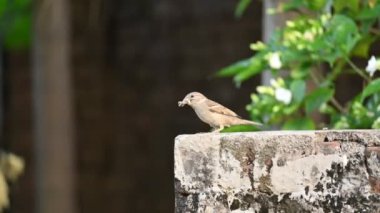 Serçe. Diğer adı Passer domesticus ve Indian House serçesi. Bu papağan familyasından bir kuş, dünyanın pek çok yerinde bulunur. 4k video. 