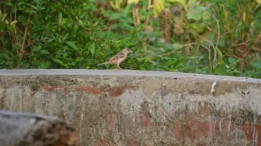 Serçe. Diğer adı Passer domesticus ve Indian House serçesi. Bu papağan familyasından bir kuş, dünyanın pek çok yerinde bulunur. 4k video. 
