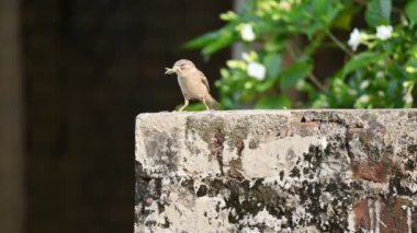Serçe. Diğer adı Passer domesticus ve Indian House serçesi. Bu papağan familyasından bir kuş, dünyanın pek çok yerinde bulunur. 4k video. 