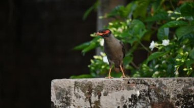 Hint Myna Kuşları. Diğer adları Common myna ve mynah. Bu, sığırcık familyasından bir kuş. Bunlar, özellikle Hindistan olmak üzere Güney Asya 'ya özgü yoldan geçen bir grup kuş..