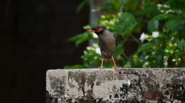 Hint Myna Kuşları. Diğer adları Common myna ve mynah. Bu, sığırcık familyasından bir kuş. Bunlar, özellikle Hindistan olmak üzere Güney Asya 'ya özgü yoldan geçen bir grup kuş..