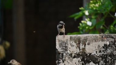 Serçe. Diğer adı Passer domesticus ve Indian House serçesi. Bu papağan familyasından bir kuş, dünyanın pek çok yerinde bulunur. Yavaş çekim videosu. 
