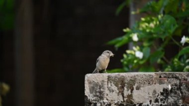 Serçe. Diğer adı Passer domesticus ve Indian House serçesi. Bu papağan familyasından bir kuş, dünyanın pek çok yerinde bulunur. Yavaş çekim videosu. 