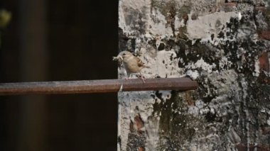 Serçe. Diğer adı Passer domesticus ve Indian House serçesi. Bu papağan familyasından bir kuş, dünyanın pek çok yerinde bulunur. Yavaş çekim videosu. 