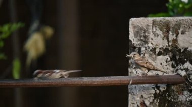 Serçe. Diğer adı Passer domesticus ve Indian House serçesi. Bu papağan familyasından bir kuş, dünyanın pek çok yerinde bulunur. Yavaş çekim videosu. 