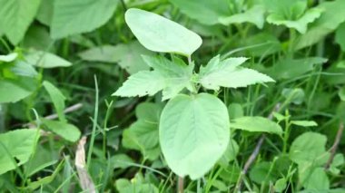 Hint yağı fabrikası. Ricinus Communis (