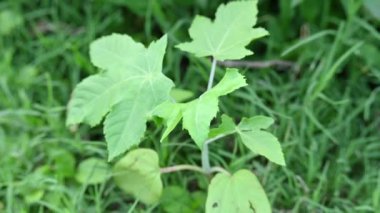 Hint yağı fabrikası. Ricinus Communis (