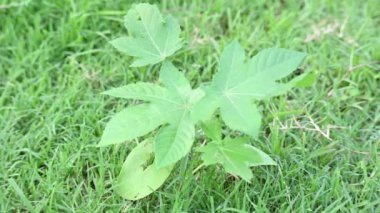 Hint yağı fabrikası. Ricinus Communis (
